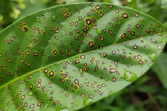 Dark leaf lesions from bacterial leaf spot