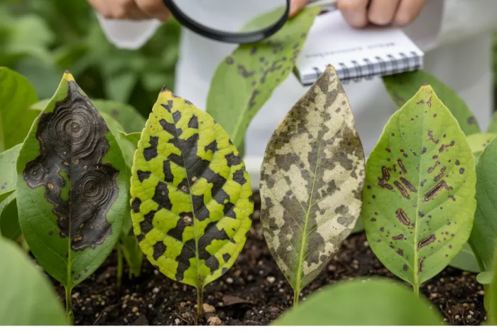 Diagnosing dark leaf lesions fungal vs bacterial