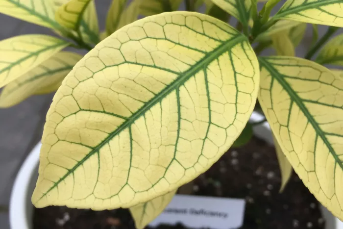Interveinal chlorosis yellow leaves green veins