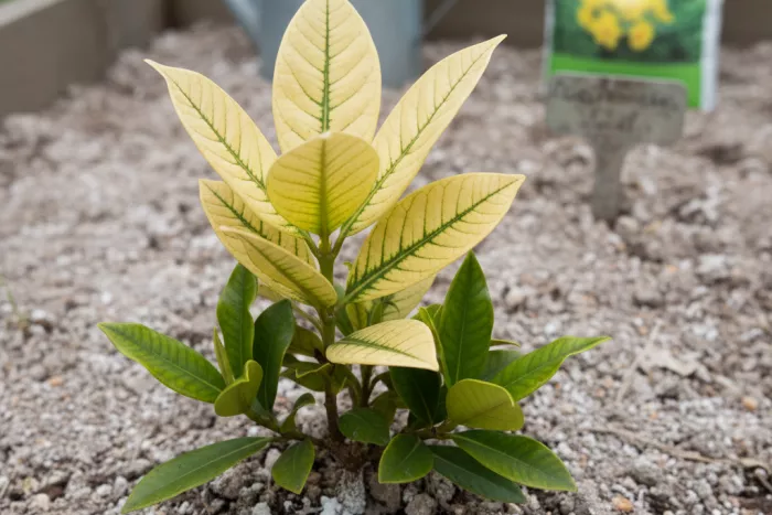 Chlorosis yellow leaves green veins nutrient lockout