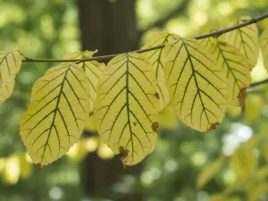 Yellow Leaves With Green Veins – Chlorosis Signs