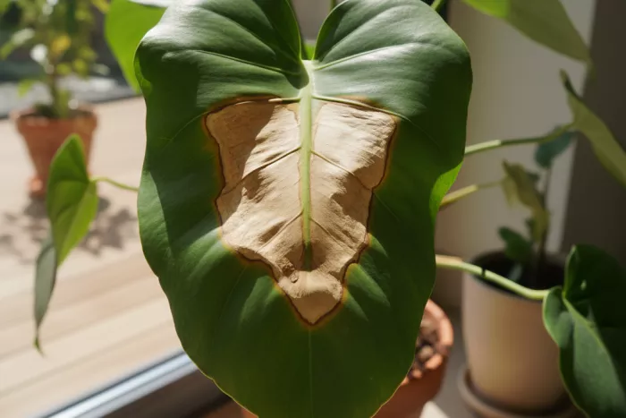 Heat stress brown leaf center patches