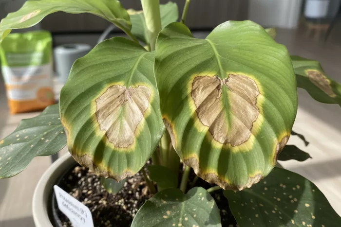 Leaf nutrient imbalance causing central brown spots