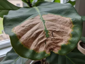 Dry Brown Marks in the Center of Leaves