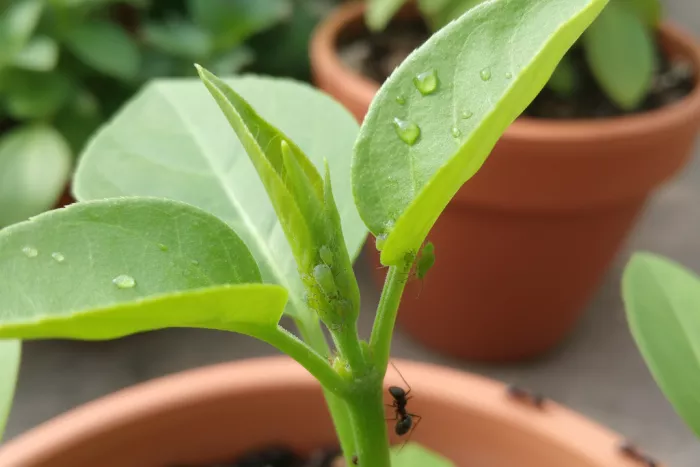 Early aphid infestation signs on new growth