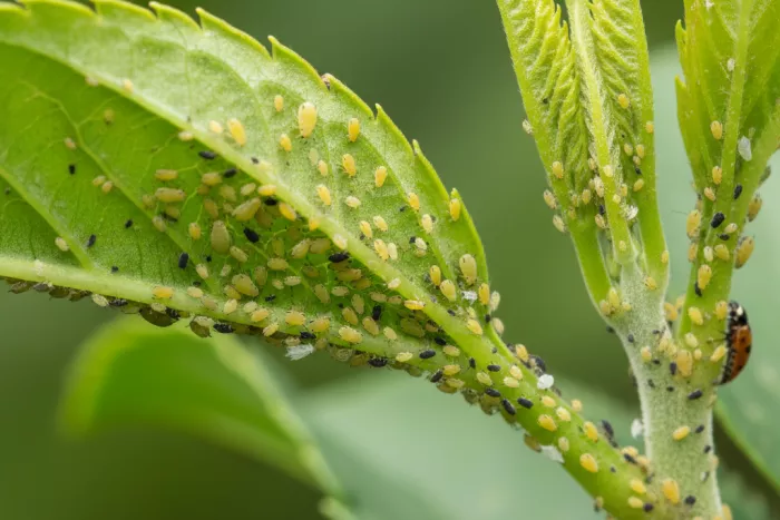 Aphid clusters on soft new plant growth