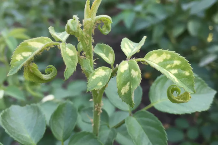 Aphid infestation damage on new plant growth