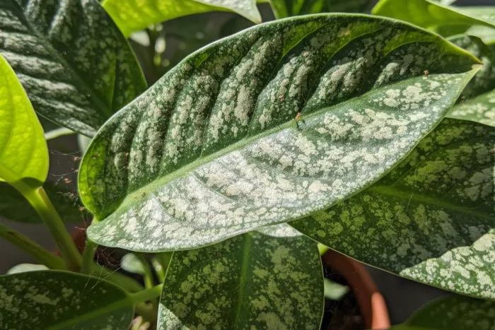 Spider mite damage control on houseplants