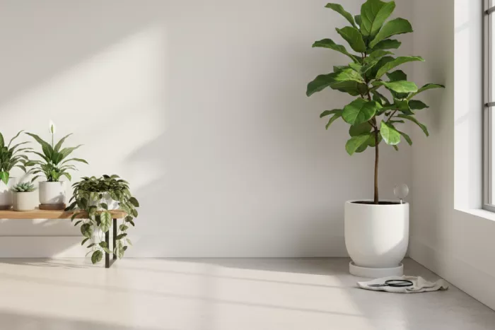 Aphid removal and prevention on houseplants