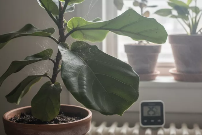 Spider mite treatment for indoor plants