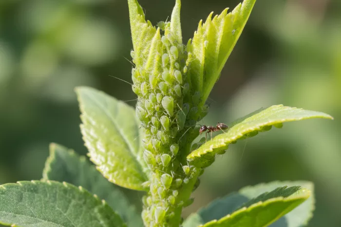 Aphids feeding on tender new shoot tips