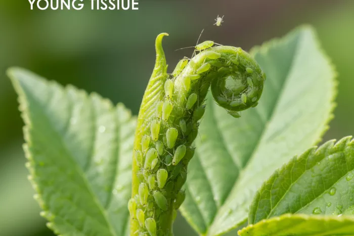 Aphids on new growth tips sap feeding
