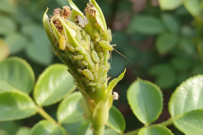 Aphids feeding on tender new growth tips