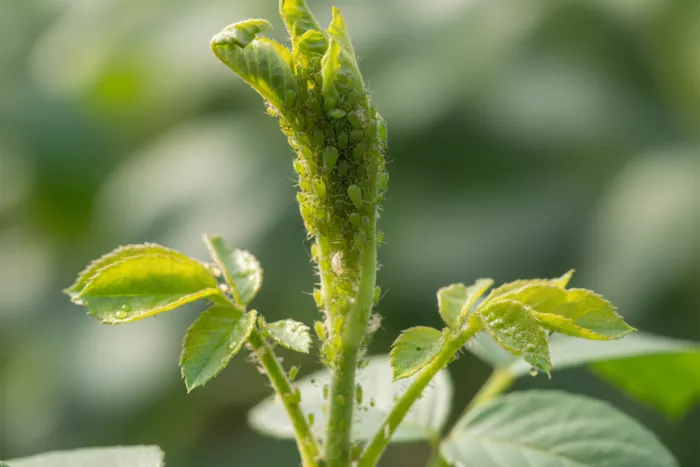 Aphids infesting tender new growth tips