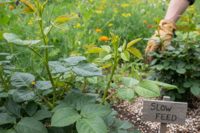 Aphid prevention on tender new growth tips
