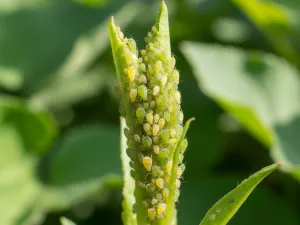 Aphids on New Growth – Why They Target Tips