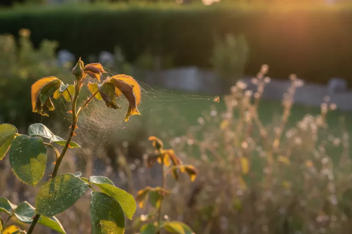 Spider mite infestation treatment for outdoor plants