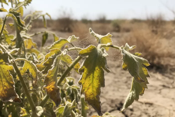 Spider mite control for outdoor plants