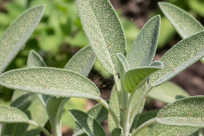 Early spider mite leaf stippling damage outdoors
