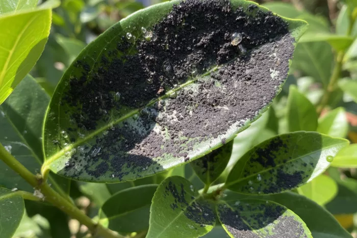 Aphid honeydew sticky leaves sooty mold risk