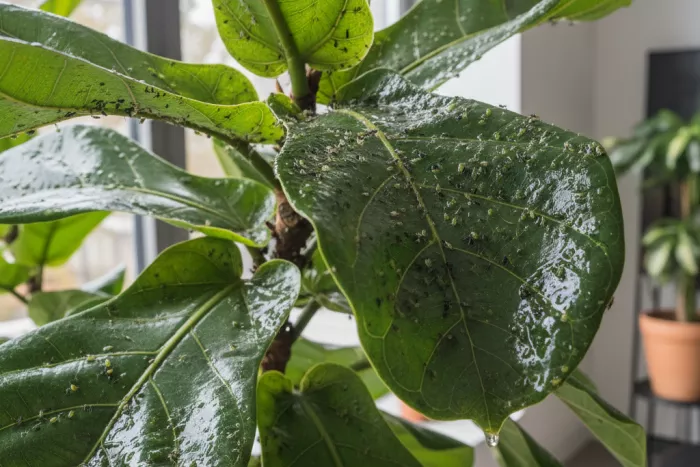 Aphid honeydew sticky leaves treatment