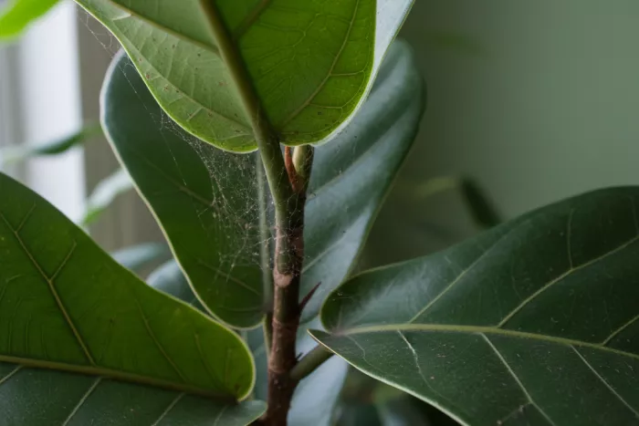 Spider mite webbing on sheltered leaf undersides