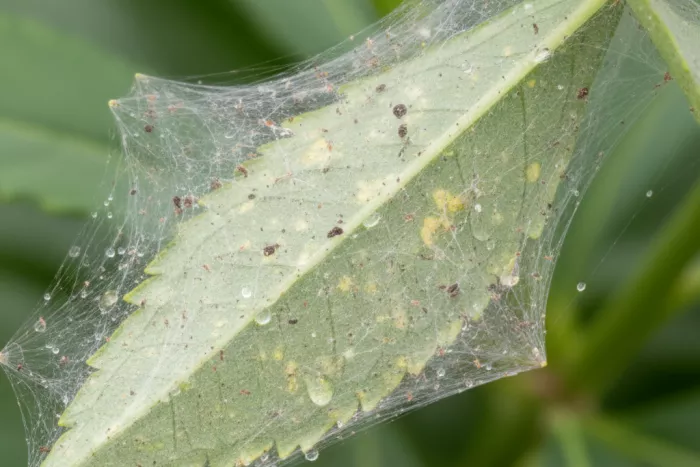Spider mite webbing damage on leaves