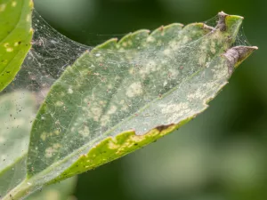 Fine Webbing on Leaves – Spider Mite Damage