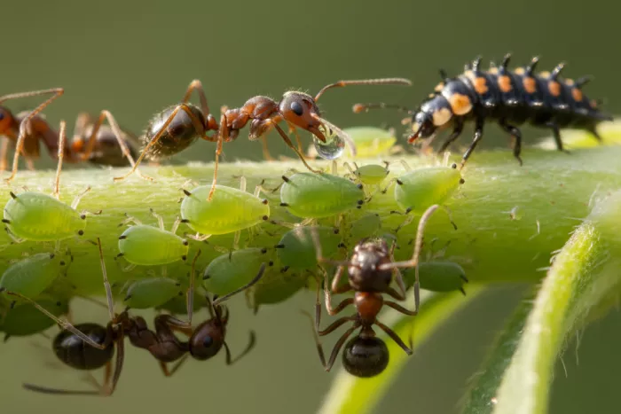 Ants protecting aphids for honeydew on plants