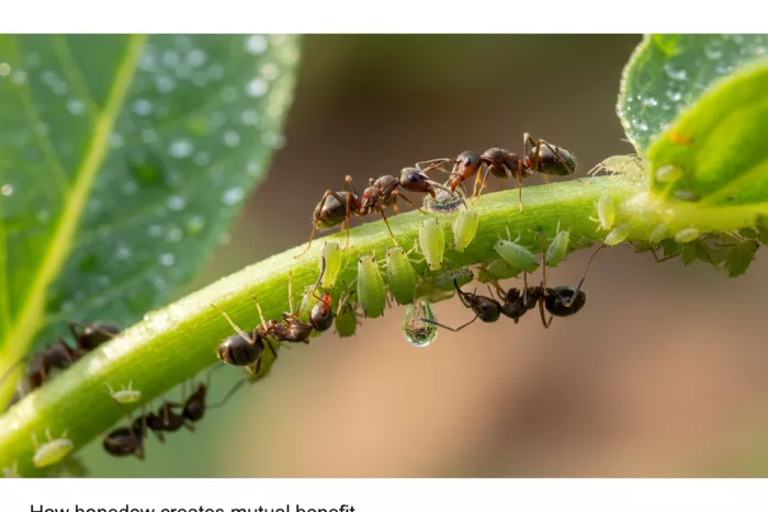 Aphid honeydew and ant mutualism on plants