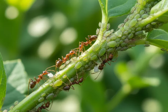 Ants farming aphids on plants, honeydew pests