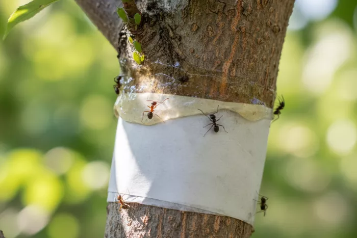 Ant barriers to stop aphid farming