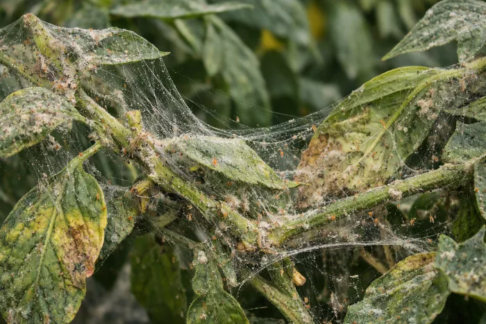 Severe spider mite infestation treatment for plants