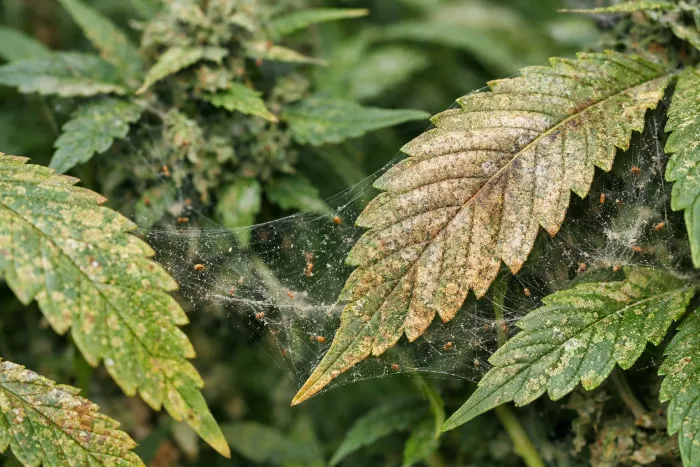 Severe spider mite infestation treatment and control