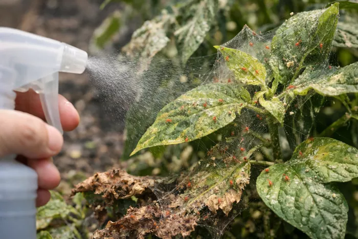 Severe spider mite infestation treatment plan