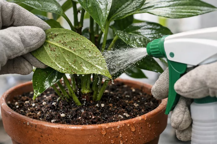 Severe spider mite treatment for leaves stems soil