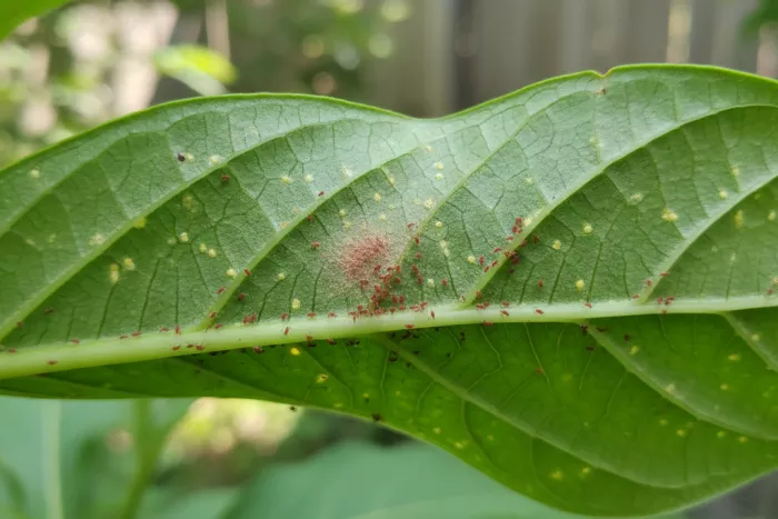Tiny red mite clusters on leaf undersides