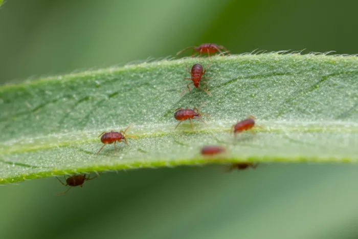 Tiny red mite movement patterns on leaves