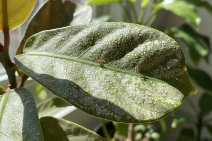 Tiny red mite damage signs on leaves