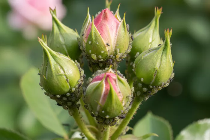 Aphid control for buds and flowers