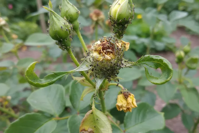 Aphid infestation on flower buds control