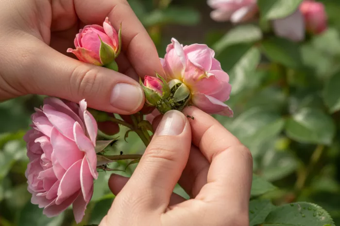 Aphid control on flower buds and blooms