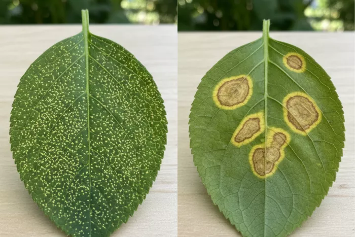 Spider mite stippling yellow leaf speckles