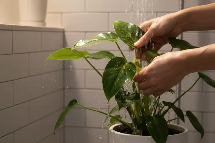 Fast aphid control methods for indoor plants