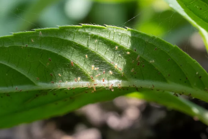 Spider mite early detection under leaf undersides