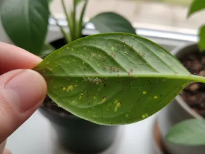 Spider Mites Under Leaves – Early Detection