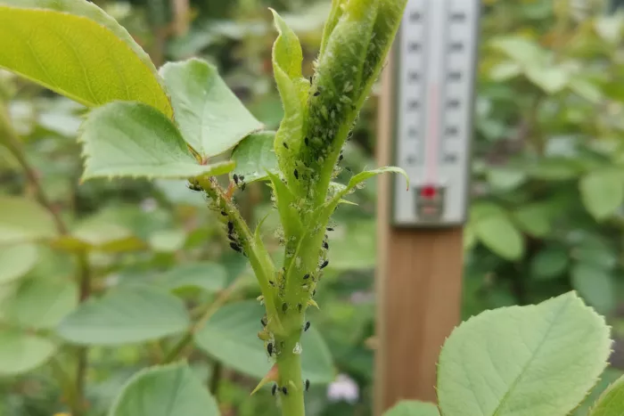 Safe outdoor aphid treatment for mild weather