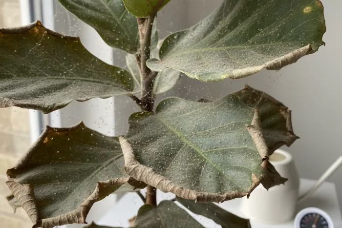 Spider mite damage causing dry dusty leaves
