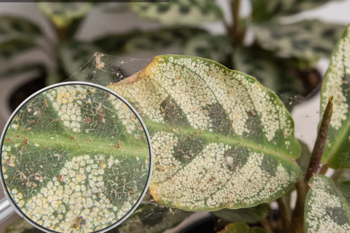 Spider mite damage on dry, dusty leaves