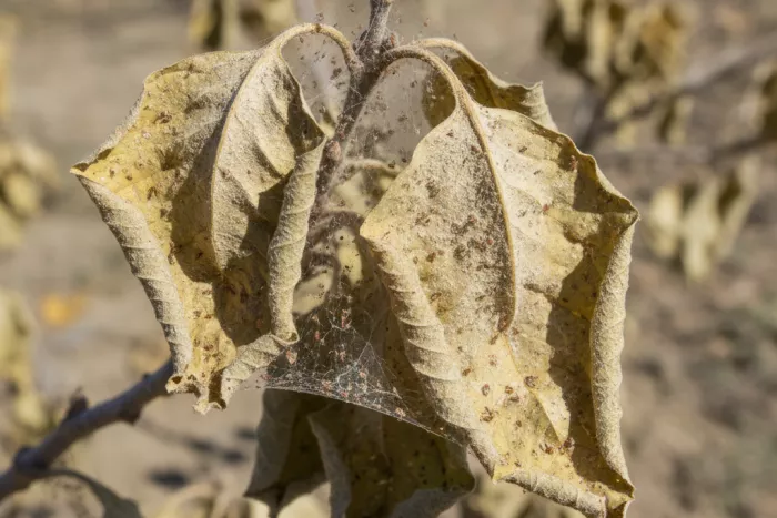 Dry dusty leaves from spider mite damage
